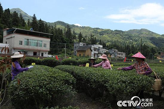 龙川县义都镇桂林村的茶叶科技种植示范园 (李文亮 摄)